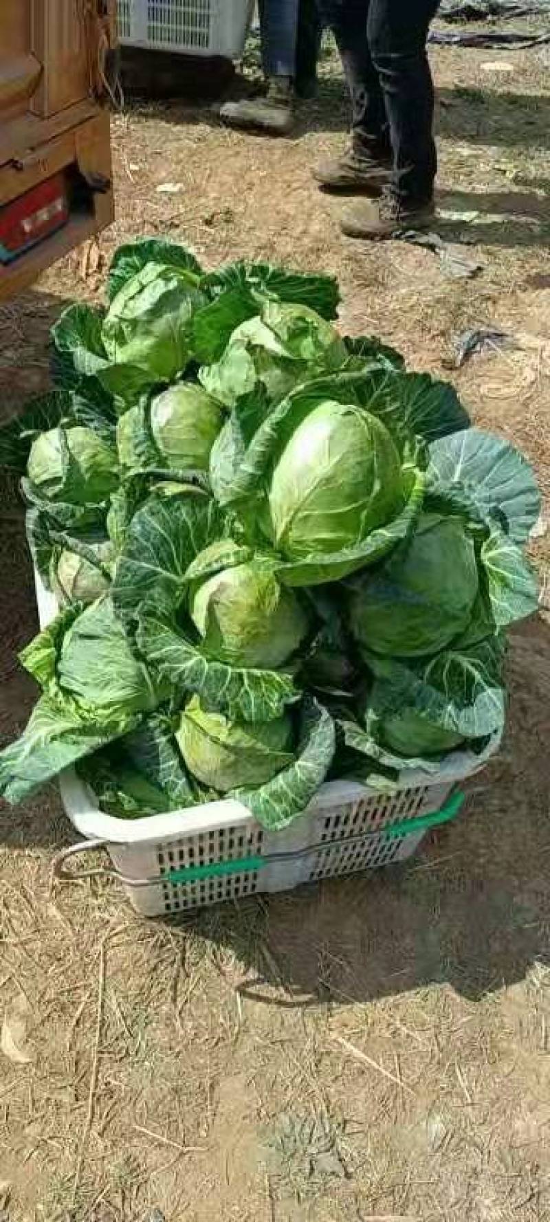 云南精品包菜大量有货价格美丽