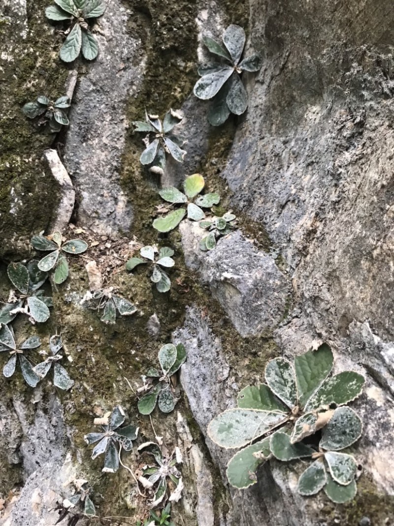 大叶石上莲
