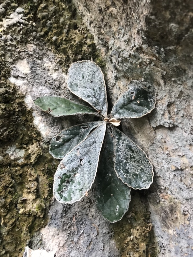大叶石上莲