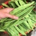 四季豆种子翠玲珑三扁芸豆种子爬藤四季豆蔬菜种子春秋高产菜