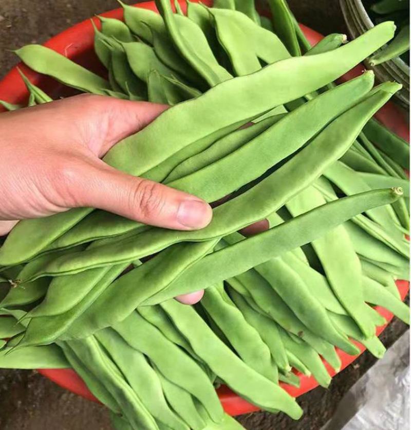 四季豆种子翠玲珑三扁芸豆种子爬藤四季豆蔬菜种子春秋高产菜