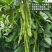 四季豆种子翠玲珑三扁芸豆种子爬藤四季豆蔬菜种子春秋高产菜