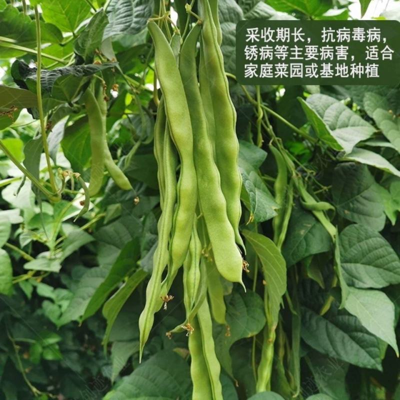 四季豆种子翠玲珑三扁芸豆种子爬藤四季豆蔬菜种子春秋高产菜
