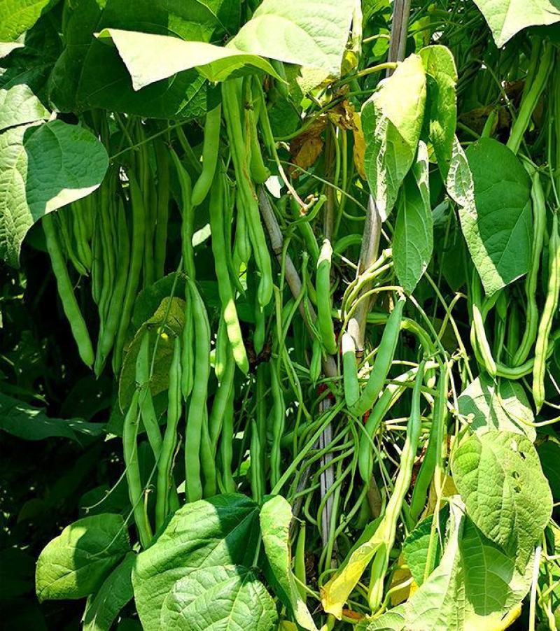 四季豆种子翠玲珑三扁芸豆种子爬藤四季豆蔬菜种子春秋高产菜