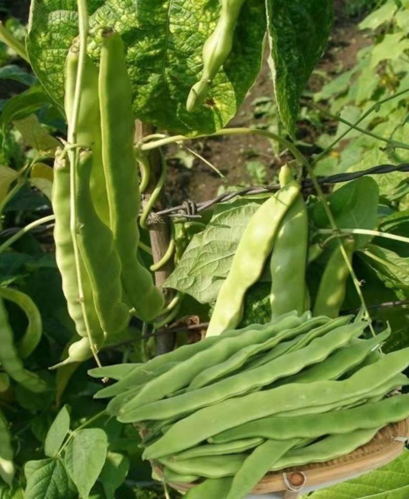 四季豆种子翠玲珑三扁芸豆种子爬藤四季豆蔬菜种子春秋高产菜