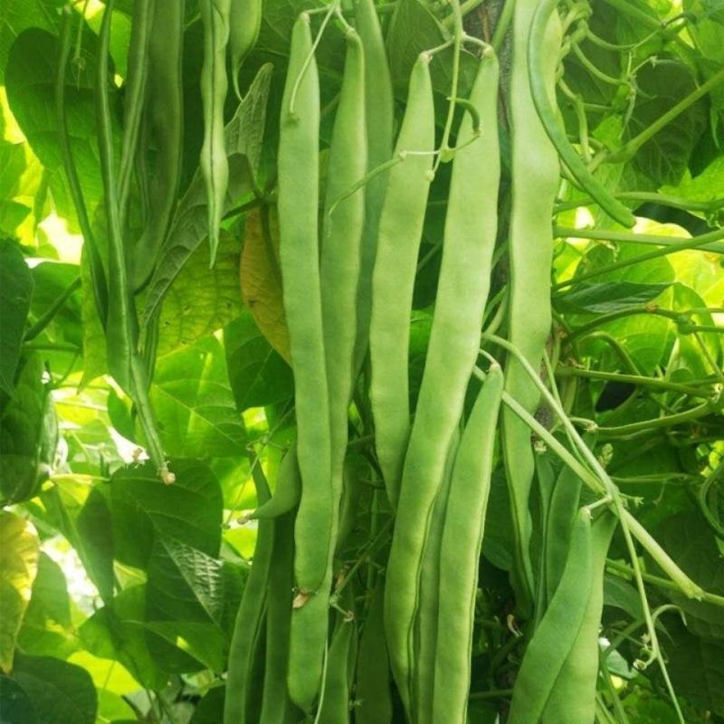 四季豆种子翠玲珑三扁芸豆种子爬藤四季豆蔬菜种子春秋高产菜