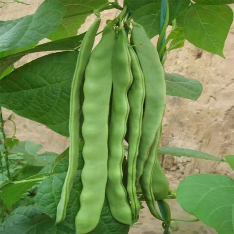 四季豆种子翠玲珑三扁芸豆种子爬藤四季豆蔬菜种子春秋高产菜
