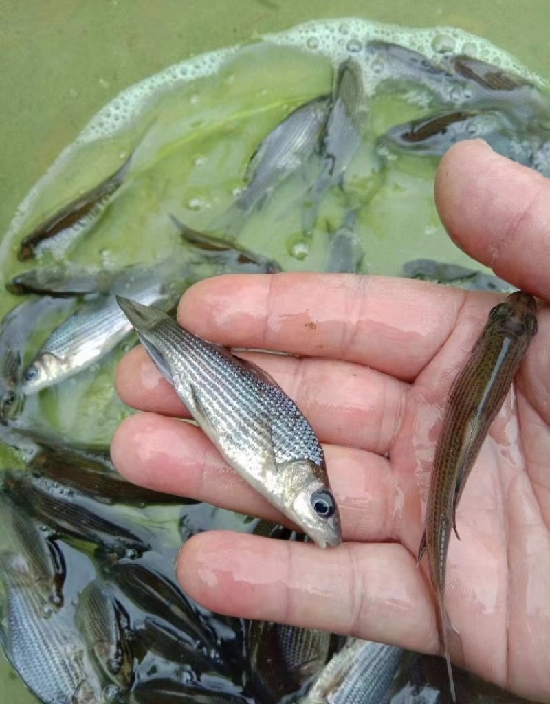 岩原鲤鱼苗岩鲤鱼苗，高端鱼苗，包质量送货上门