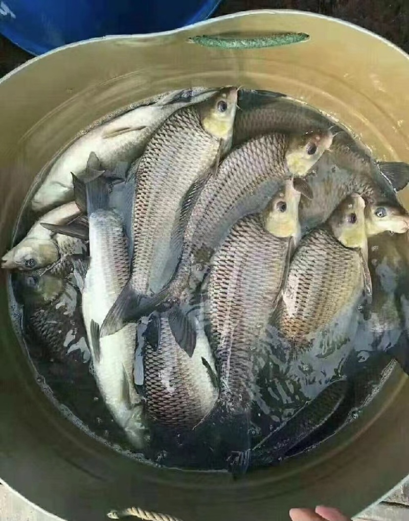 岩原鲤鱼苗岩鲤鱼苗，高端鱼苗，包质量送货上门