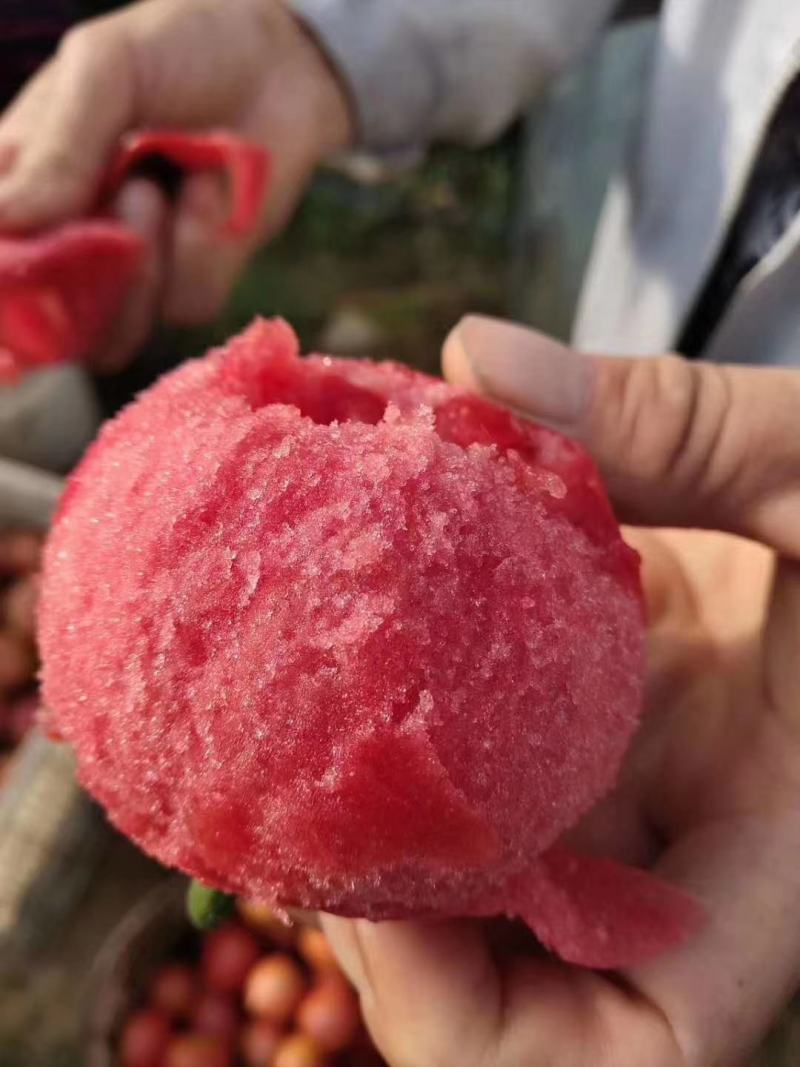 金粉硕果番茄种自封顶抗线虫粉沙瓤小时候口感耐裂果