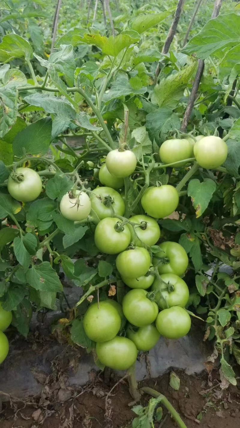 金粉硕果番茄种自封顶抗线虫粉沙瓤小时候口感耐裂果