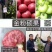 金粉硕果番茄种自封顶抗线虫粉沙瓤小时候口感耐裂果