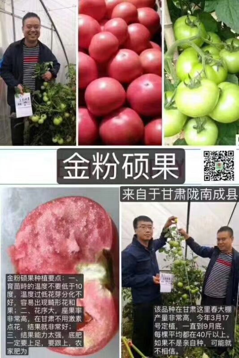 金粉硕果番茄种自封顶抗线虫粉沙瓤小时候口感耐裂果