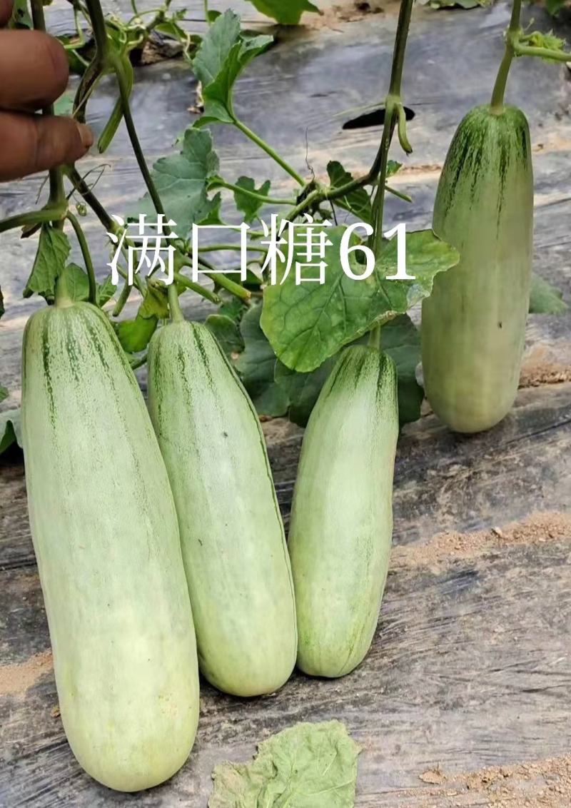 满口糖61甜瓜种子10克/袋高糖高产杂交一代