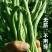 全能无筋架豆王种子荚嫩无筋结荚率高春夏秋播两季豆