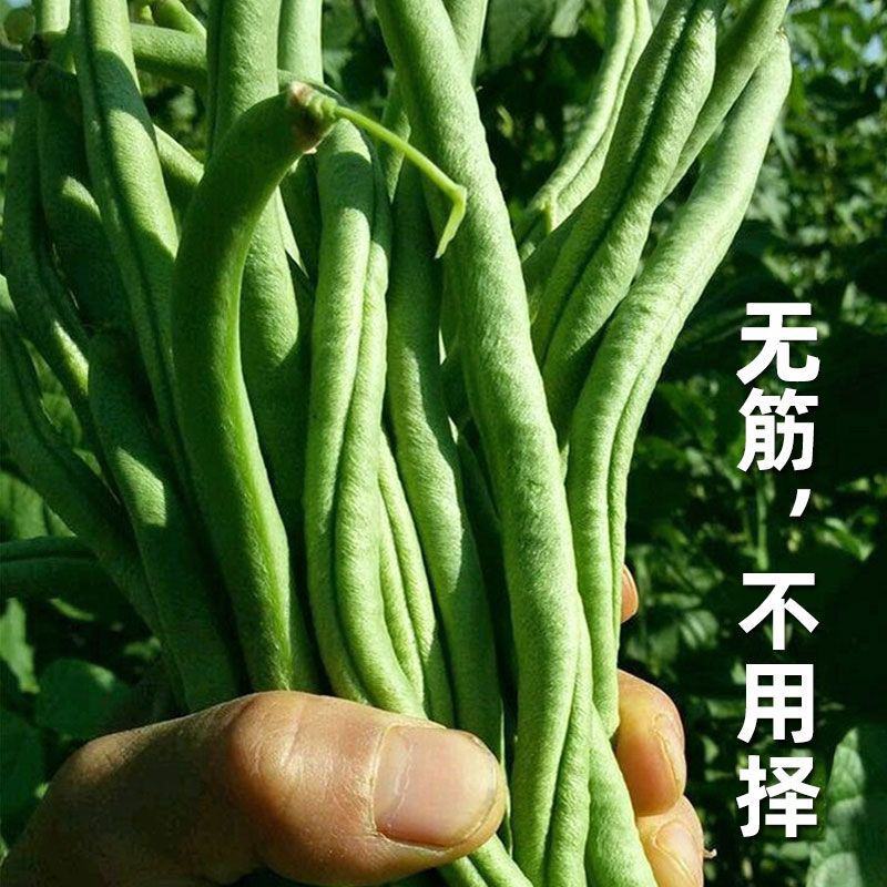全能无筋架豆王种子荚嫩无筋结荚率高春夏秋播两季豆