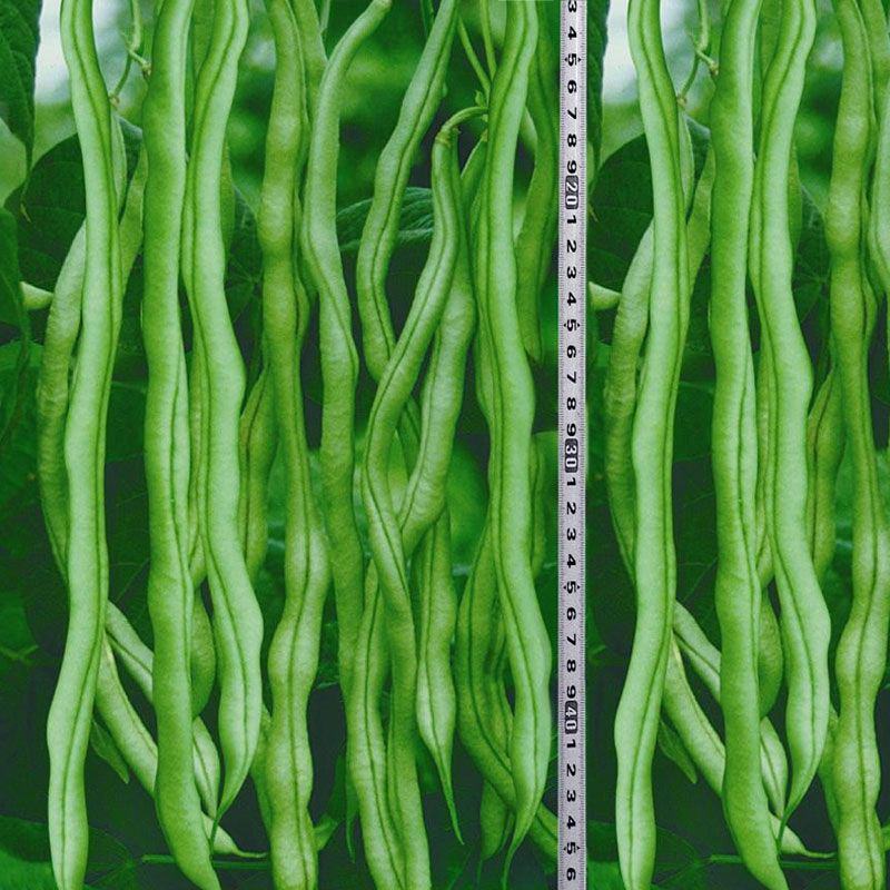 全能无筋架豆王种子荚嫩无筋结荚率高春夏秋播两季豆