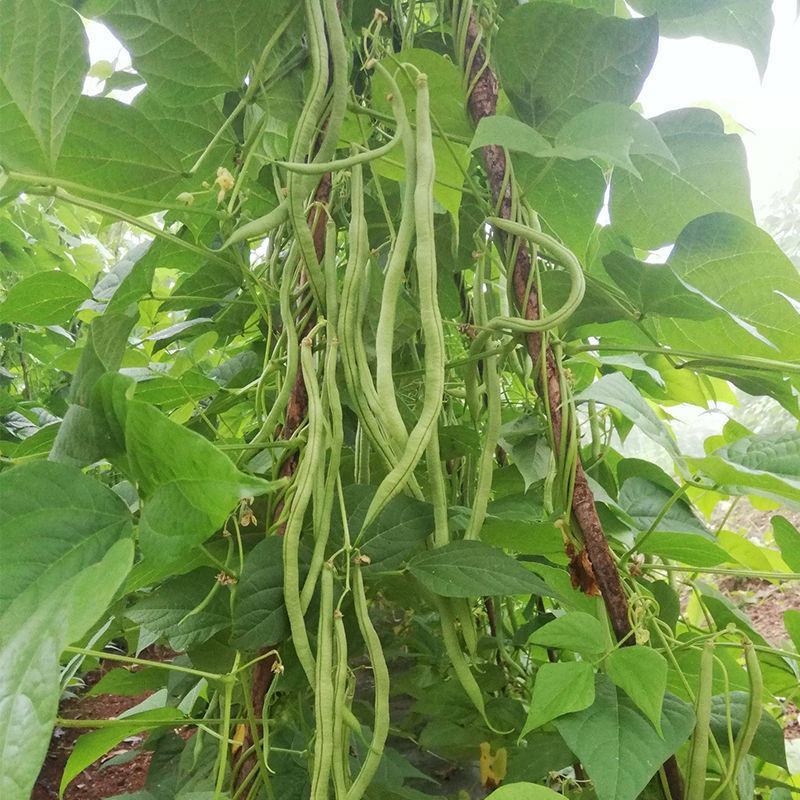 全能无筋架豆王种子荚嫩无筋结荚率高春夏秋播两季豆
