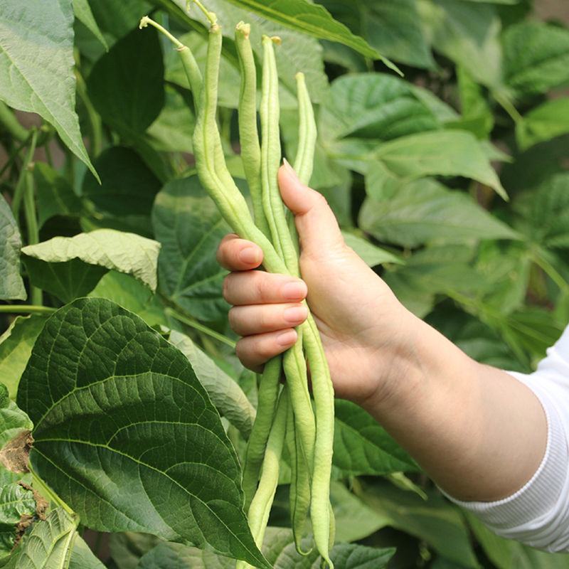全能无筋架豆王种子荚嫩无筋结荚率高春夏秋播两季豆