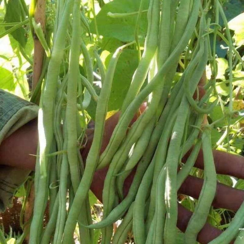 全能无筋架豆王种子荚嫩无筋结荚率高春夏秋播两季豆
