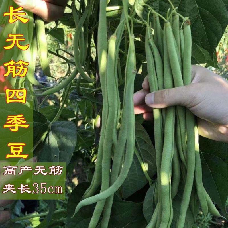 全能无筋架豆王种子荚嫩无筋结荚率高春夏秋播两季豆