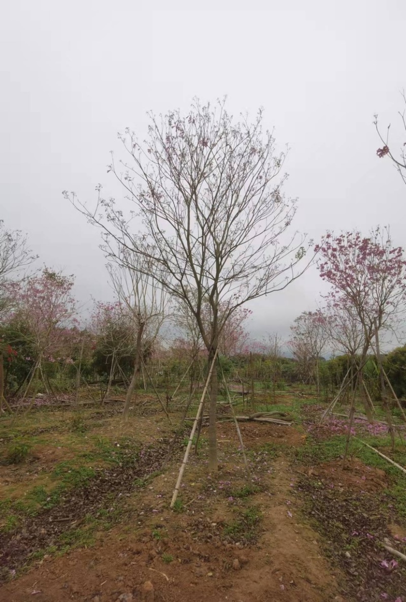紫花风铃木多花漳州紫花风铃木种植基地苗农直销