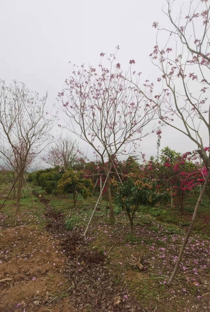 紫花风铃木多花漳州紫花风铃木种植基地苗农直销