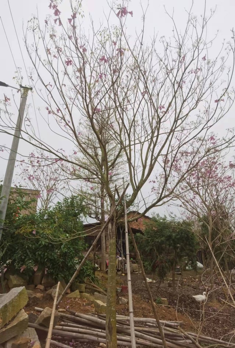 风铃木紫花风铃木风铃木种植基地直销批发价格