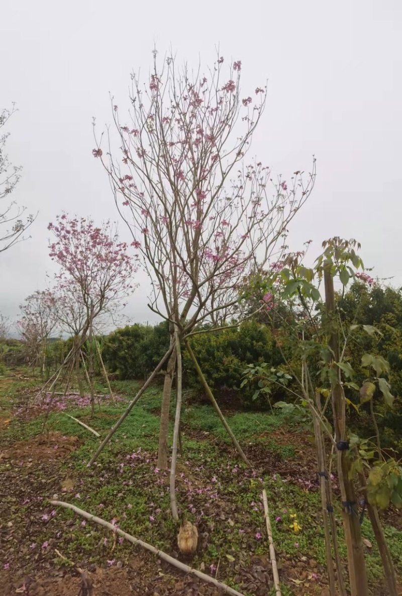 风铃木紫花风铃木风铃木种植基地直销批发价格