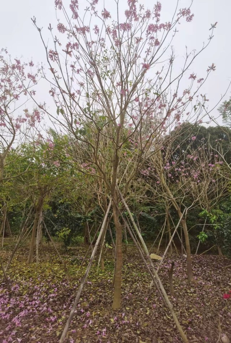 紫花风铃木各种规格齐全基地现货低价批发