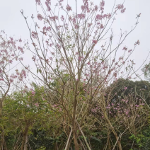风铃木紫花风铃木风铃木种植基地直销批发价格