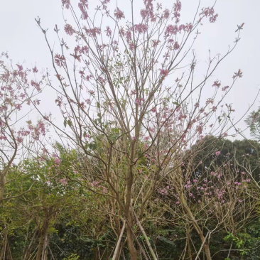 风铃木紫花风铃木风铃木种植基地直销批发价格