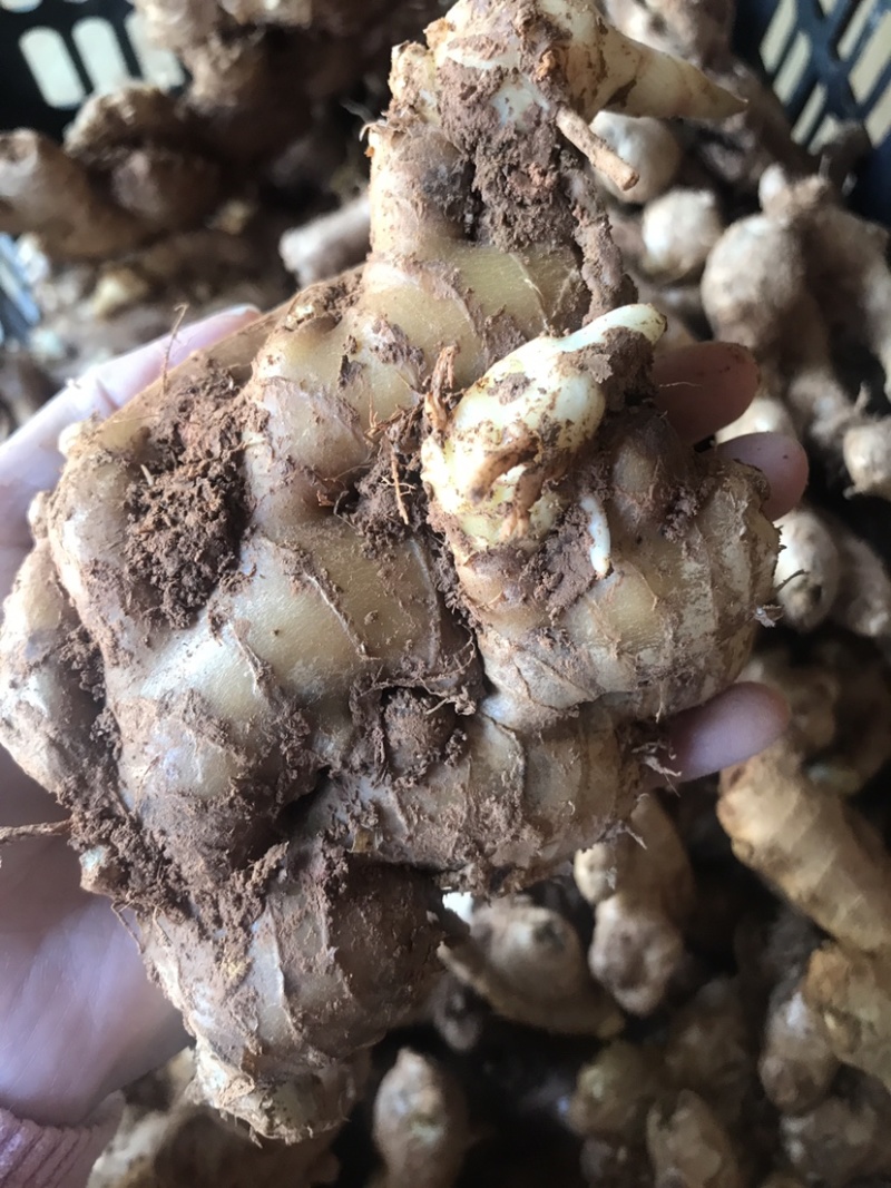 农家自种生姜老姜，现挖现发，可做姜种，批发零售