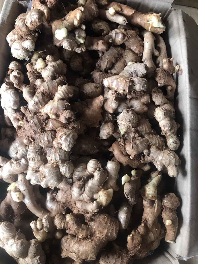 农家自种生姜老姜，现挖现发，可做姜种，批发零售