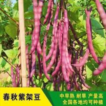 紫罗兰架豆种子高产豆角种籽紫花抗病强四季豆芸豆蔬菜大田种