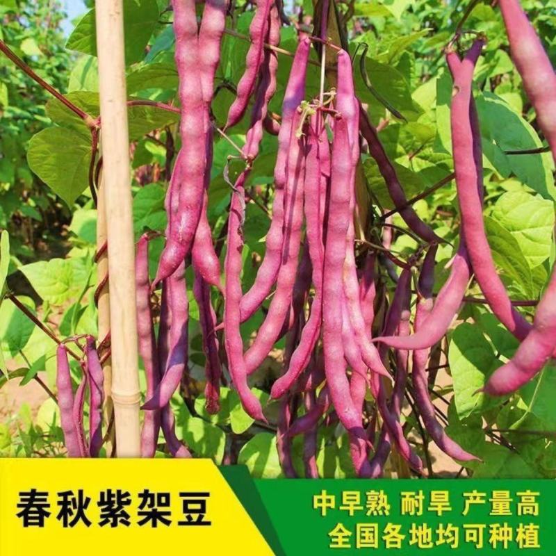 紫罗兰架豆种子高产豆角种籽紫花抗病强四季豆芸豆蔬菜大田种