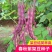 紫罗兰架豆种子高产豆角种籽紫花抗病强四季豆芸豆蔬菜大田种