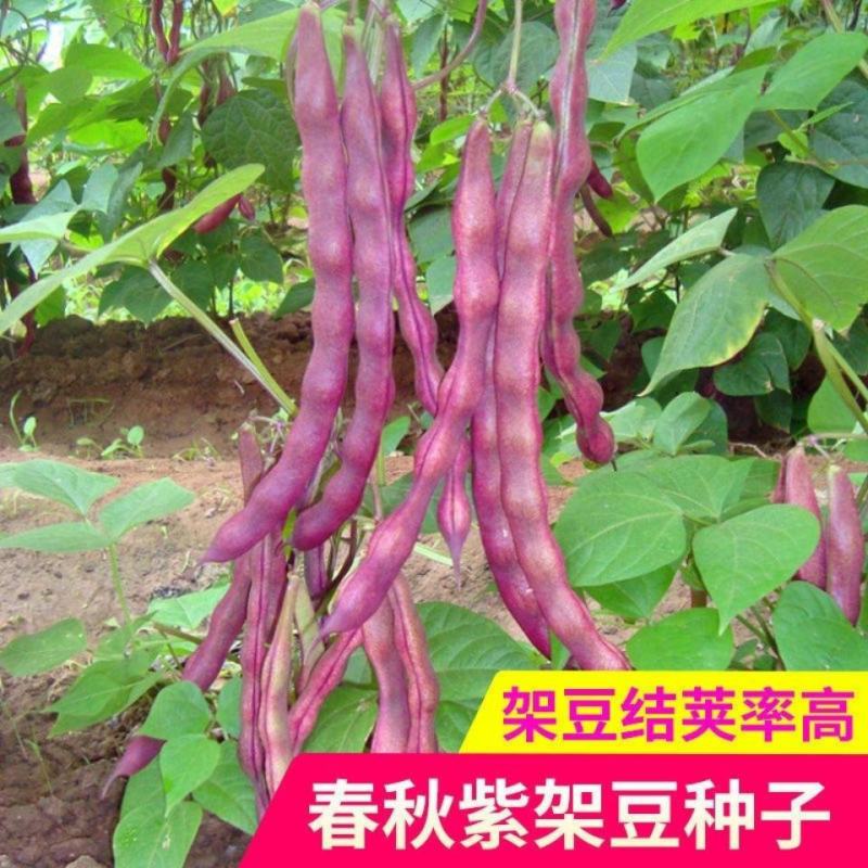 紫罗兰架豆种子高产豆角种籽紫花抗病强四季豆芸豆蔬菜大田种