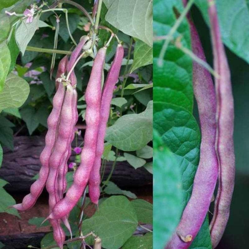 紫罗兰架豆种子高产豆角种籽紫花抗病强四季豆芸豆蔬菜大田种