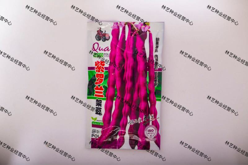紫罗兰架豆种子高产豆角种籽紫花抗病强四季豆芸豆蔬菜大田种