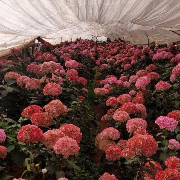 绣球花小苗基地直供