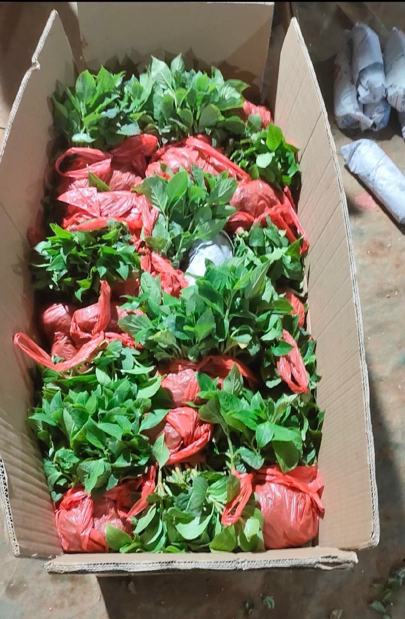 绣球花小苗基地直供