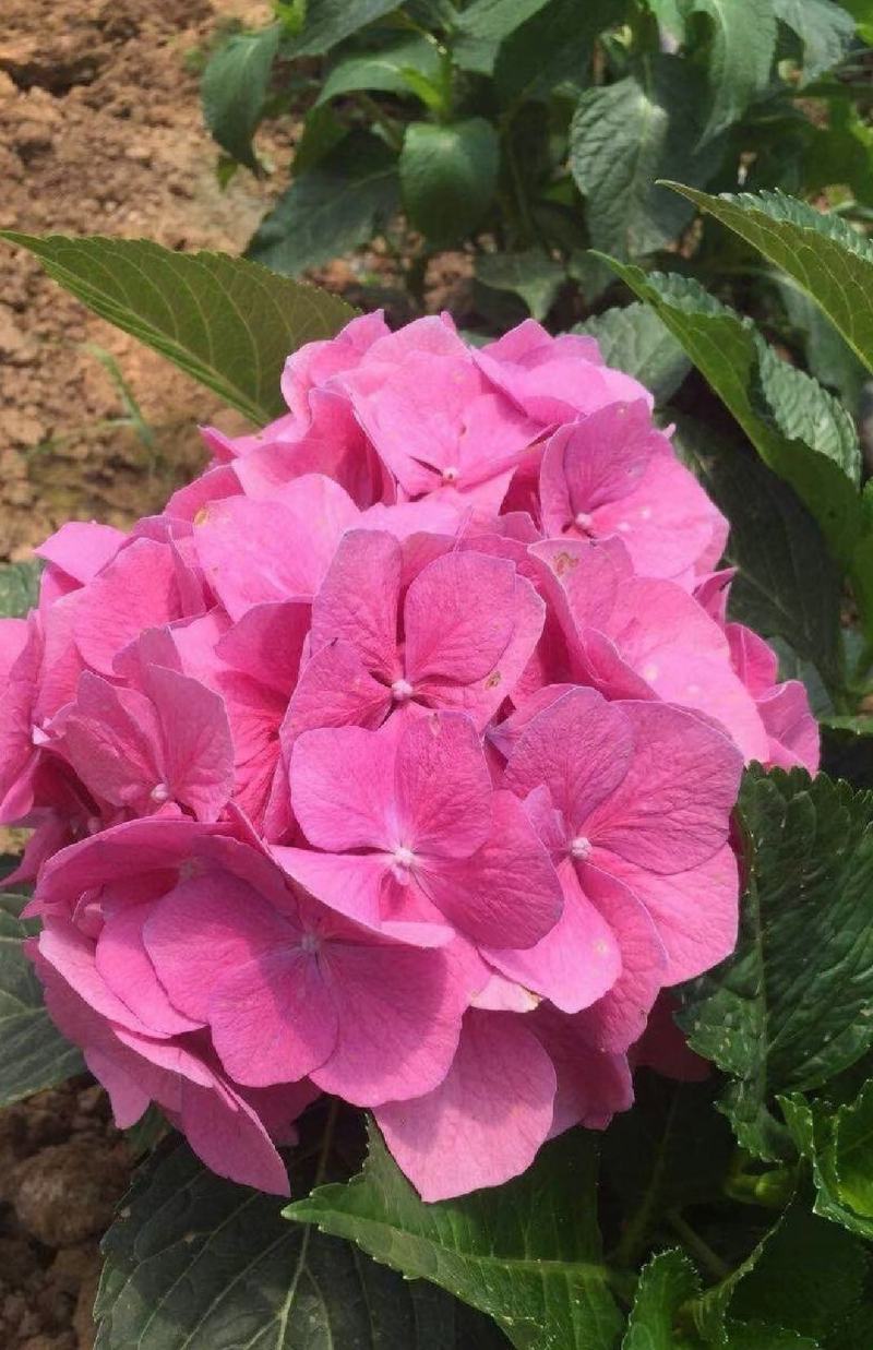 绣球花小苗基地直供