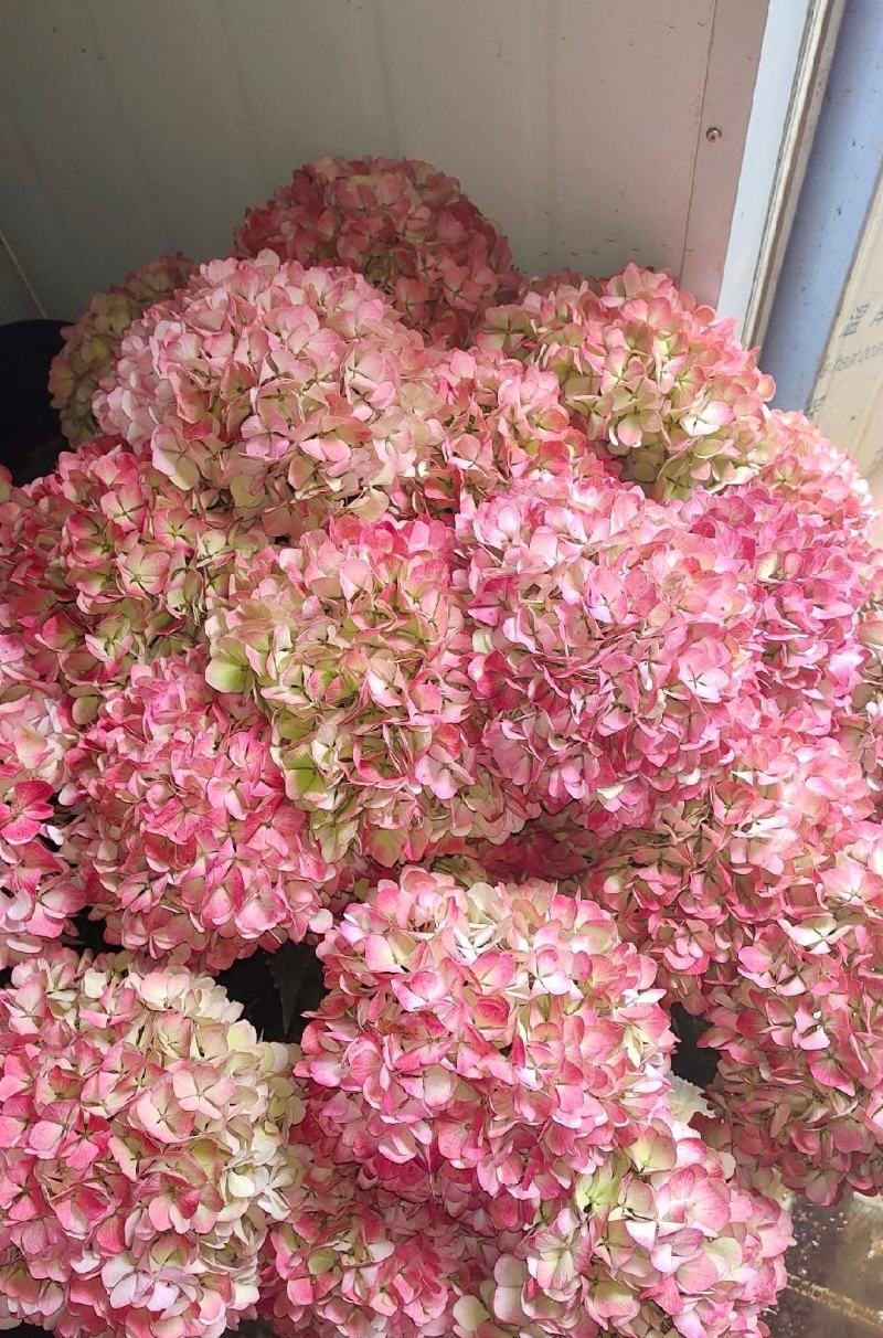 绣球花小苗基地直供