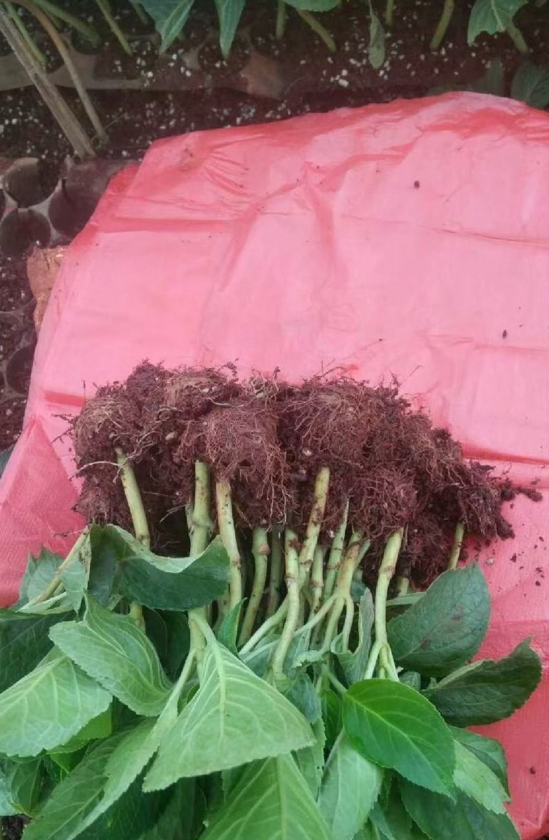 绣球花小苗基地直供
