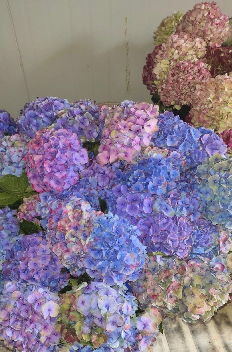 绣球花小苗基地直供