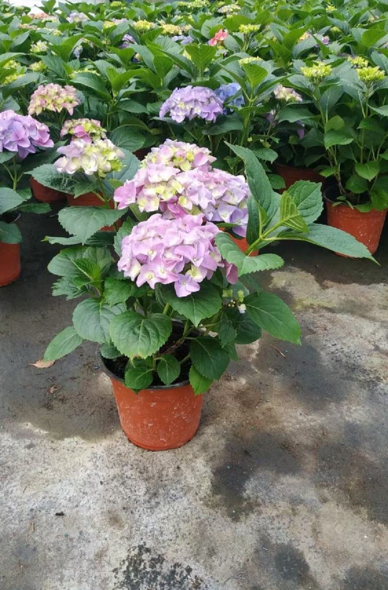 绣球花小苗基地直供