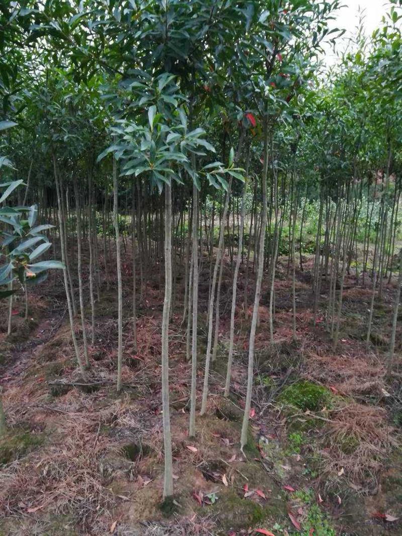 大量2-3公分杜英苗供应现挖现发大型造林苗基地