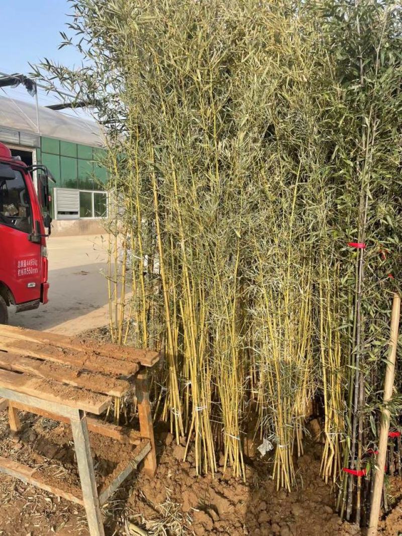 金镶玉，黄金竹，青竹，产地直销，量大从优，价格随行就市