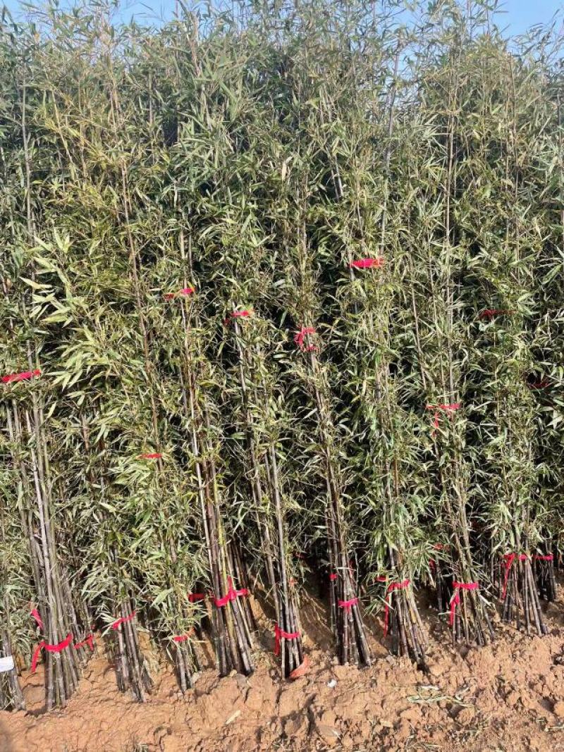 金镶玉，黄金竹，青竹，产地直销，量大从优，价格随行就市
